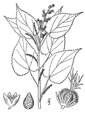 drawing of Acalypha ostryifolia, Pineland Threeseed Mercury, Hophornbeam Copperleaf, Roughpod Copperleaf