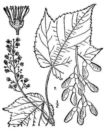 drawing of Acer spicatum, Mountain Maple