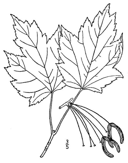 drawing of Acer rubrum var. rubrum, Eastern Red Maple