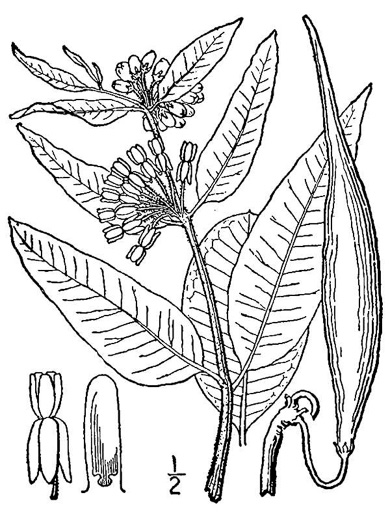 drawing of Asclepias viridiflora, Glade Milkweed, Green Milkweed
