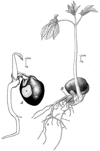 image of Aesculus flava, Yellow Buckeye