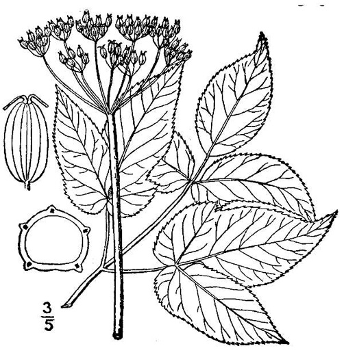 drawing of Aegopodium podagraria, Goutweed, Bishop's Weed