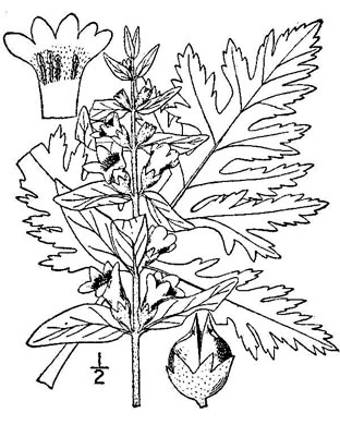 drawing of Dasistoma macrophyllum, Mullein Foxglove