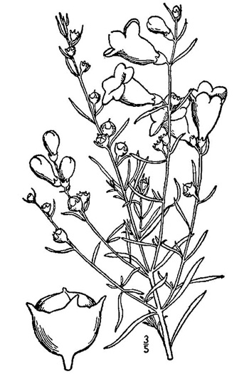 drawing of Agalinis fasciculata var. fasciculata, Fascicled Purple Gerardia, Southeastern Agalinis, Beach False Foxglove, Fascicled Gerardia