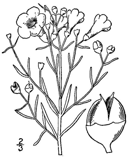 drawing of Agalinis maritima var. grandiflora, Seaside Gerardia, Southern Saltmarsh Agalinis, Saltmarsh False Foxglove
