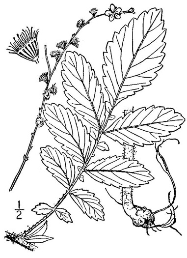 drawing of Agrimonia pubescens, Downy Agrimony