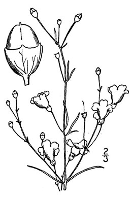 drawing of Agalinis obtusifolia, Bluntleaf Gerardia, Bluntleaf Agalinis, Bluntleaf False Foxglove, Tenlobe False Foxglove