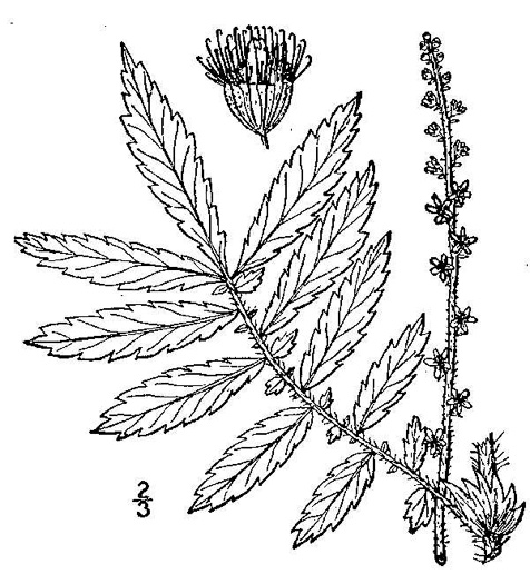 drawing of Agrimonia parviflora, Southern Agrimony, Small-flowered Agrimony, Harvestlice
