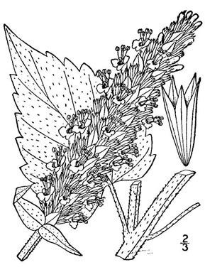 drawing of Agastache scrophulariifolia, Purple Giant-hyssop