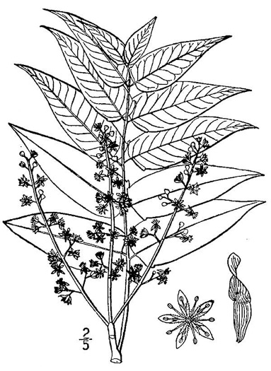 drawing of Ailanthus altissima, Ailanthus, Tree-of-heaven, Stink-tree