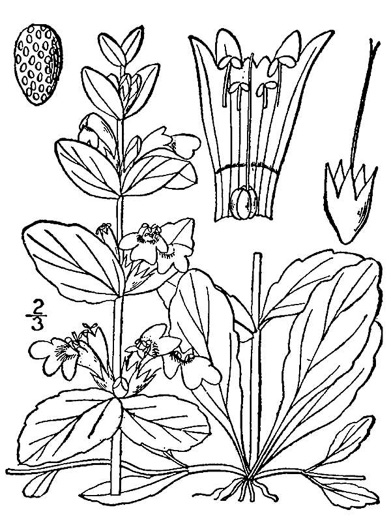 drawing of Ajuga reptans, Carpet Bugle, Bugle-weed