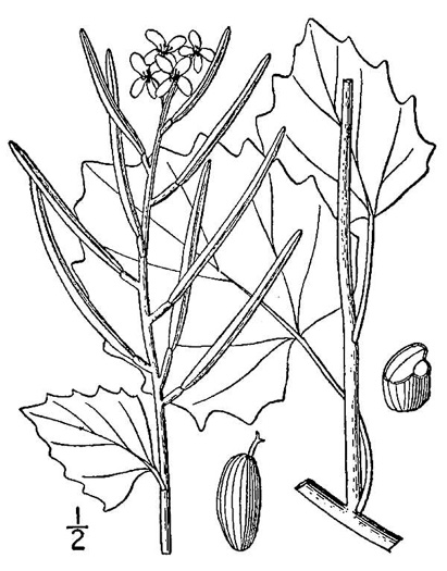 drawing of Alliaria petiolata, Garlic Mustard, Hedge Garlic
