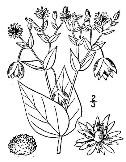 drawing of Stellaria aquatica, Water-chickweed, Giant Chickweed, Water Mouse-ear