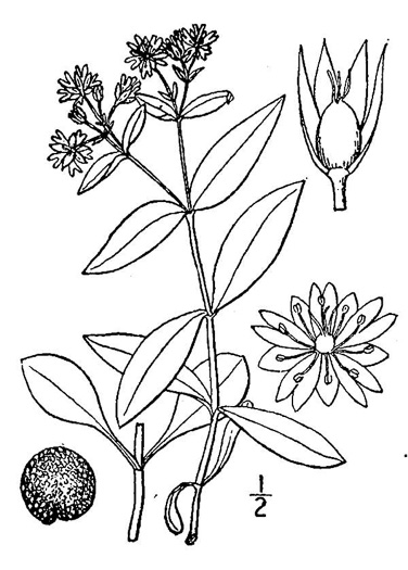 drawing of Stellaria pubera, Giant Chickweed, Star Chickweed, Great Chickweed, Common Starwort