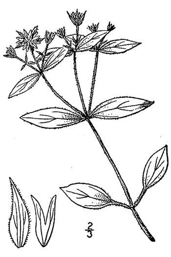 drawing of Stellaria corei, Tennessee Starwort