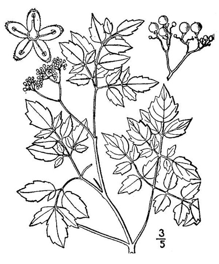 drawing of Nekemias arborea, Peppervine