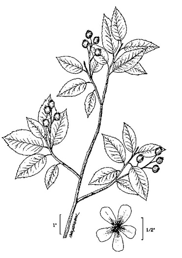 image of Amelanchier canadensis, Eastern Serviceberry, Canadian Serviceberry