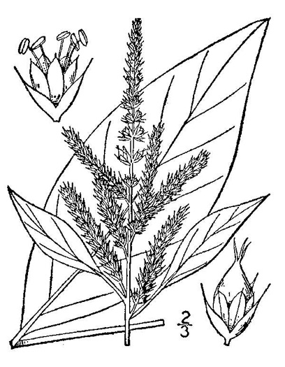 drawing of Amaranthus hybridus ssp. hybridus, Smooth Pigweed, Smooth Amaranth, Green Amaranth, Slim Amaranth