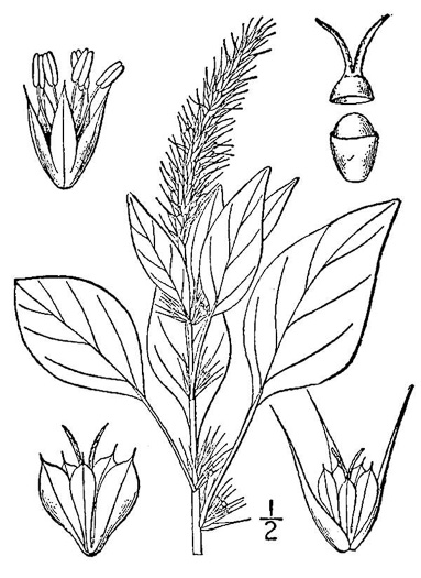 drawing of Amaranthus palmeri, Careless-weed, Palmer's Amaranth