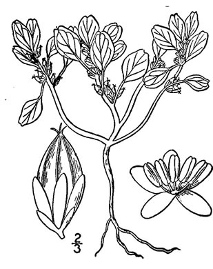 drawing of Amaranthus pumilus, Seabeach Amaranth, Dwarf Amaranth