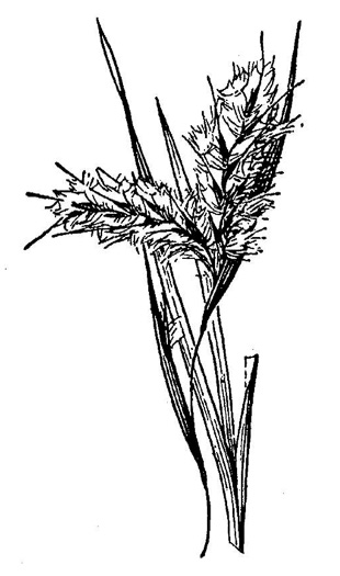 image of Andropogon dealbatus, Wetland White Bluestem