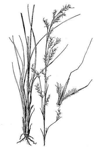 drawing of Schizachyrium scoparium var. scoparium, Common Little Bluestem