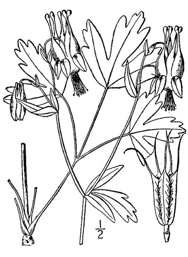 drawing of Aquilegia canadensis, Eastern Columbine, Canada Columbine