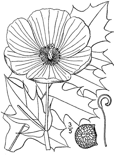 drawing of Argemone albiflora var. albiflora, White Prickly-poppy, Carolina Poppy