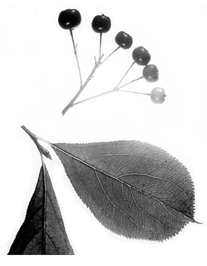image of Aronia arbutifolia, Red Chokeberry