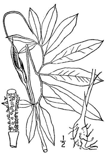 drawing of Arisaema species 1, Green Dragon