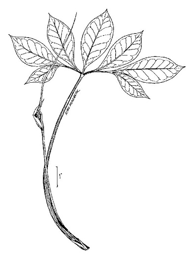drawing of Arisaema dracontium, Green Dragon
