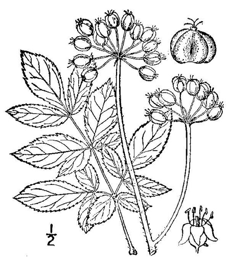 drawing of Aralia hispida, Bristly Sarsaparilla