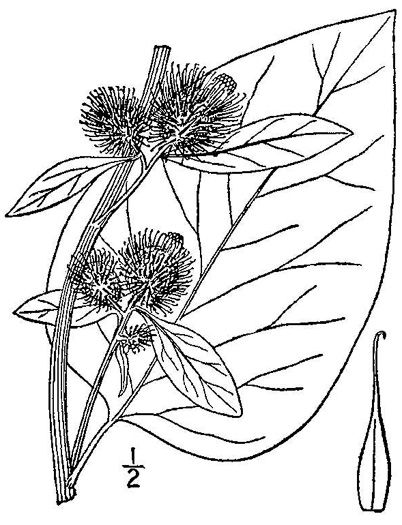 image of Arctium lappa, Greater Burdock