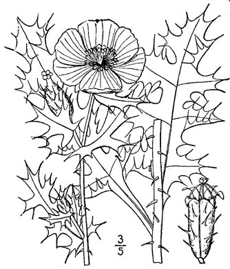 drawing of Argemone mexicana, Mexican Prickly-poppy, Mexican Poppy
