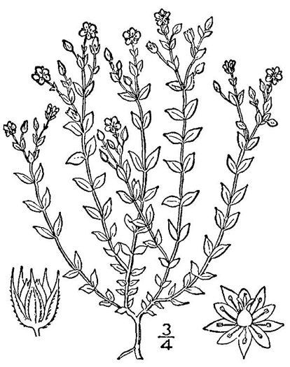 drawing of Arenaria serpyllifolia, Large Thymeleaf Sandwort