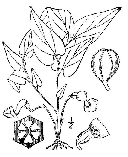 drawing of Endodeca serpentaria, Turpentine-root, Virginia Snakeroot, Serpent Birthwort