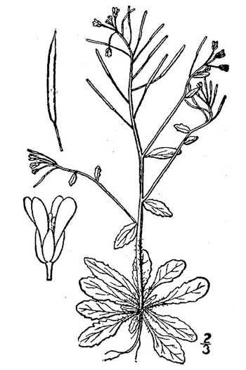 drawing of Arabidopsis thaliana, Mouse-ear Cress