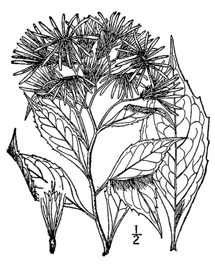 drawing of Oclemena acuminata, Whorled Nodding-aster, Whorled Wood-aster, Whorled Aster, Floral Wood Aster