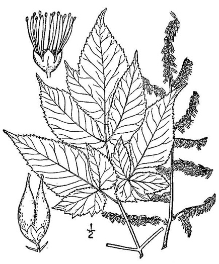 drawing of Astilbe biternata, Appalachian False Goatsbeard, Appalachian Astilbe