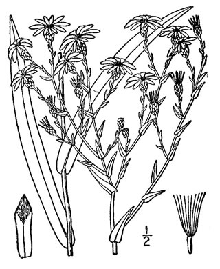 drawing of Symphyotrichum concinnum, Narrowleaf Smooth Blue Aster, Harmonious Aster