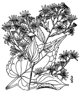 drawing of Symphyotrichum cordifolium, Heartleaf Aster, Common Blue Wood Aster