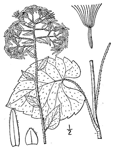 image of Eurybia schreberi, Schreber's Aster