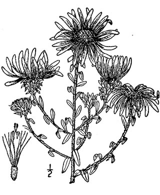 drawing of Symphyotrichum grandiflorum, Big-headed Aster, Rough Aster, Large-headed Aster, Largeflower Aster