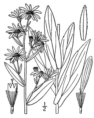 drawing of Symphyotrichum laeve, Smooth Blue Aster