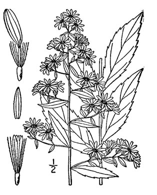 image of Symphyotrichum lateriflorum, Calico Aster, Starved Aster, Goblet Aster
