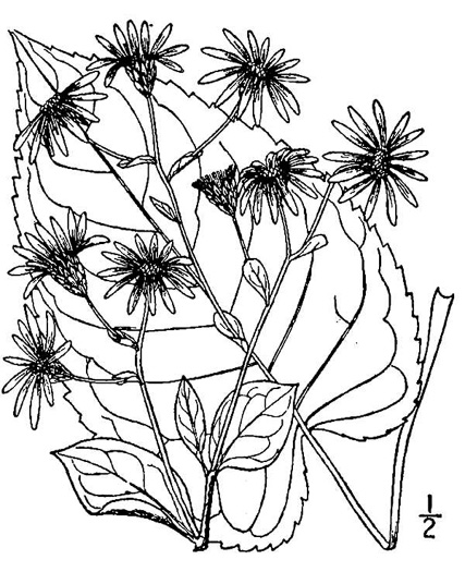 drawing of Eurybia macrophylla, Large-leaf Aster, Bigleaf Aster