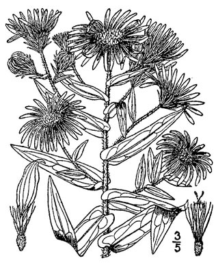 drawing of Symphyotrichum novae-angliae, New England Aster, Michaelmas-daisy