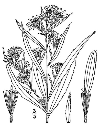 image of Symphyotrichum lanceolatum var. lanceolatum, Panicled Aster, White Panicle Aster, Tall White Aster