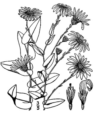 drawing of Symphyotrichum patens var. patens, Late Purple Aster, Common Clasping Aster, Late Blue Aster, Skydrop Aster