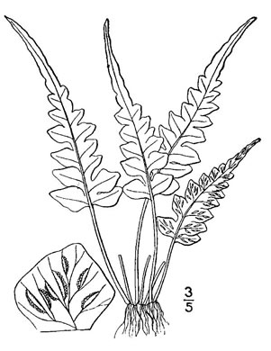 drawing of Asplenium pinnatifidum, Lobed Spleenwort